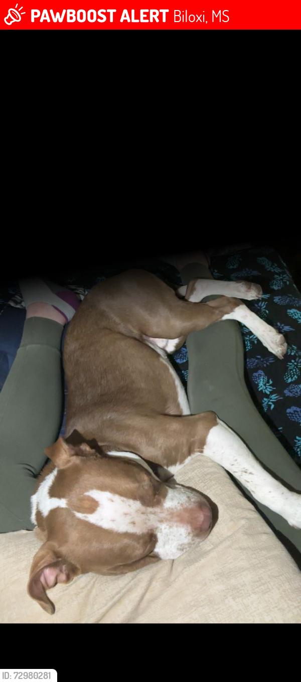 Lost Male Dog last seen Howard Avenue , Biloxi, MS 39530