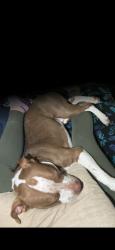 Lost Male Dog last seen Howard Avenue , Biloxi, MS 39530