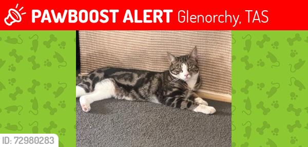Lost Male Cat last seen Vieste drive or Tolosa st, Glenorchy, TAS 7010