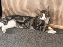 Lost Male Cat last seen Vieste drive or Tolosa st, Glenorchy, TAS 7010