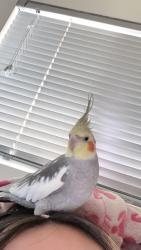 Lost Male Bird last seen Pleasant Valley rd, Oxnard, CA 93033