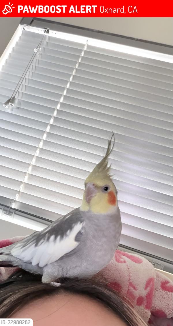 Lost Male Bird last seen Pleasant Valley rd, Oxnard, CA 93033