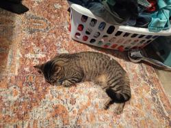 Lost Female Cat last seen Trickum ragsdale highway 92, Woodstock, GA 30188