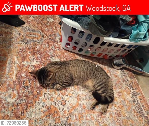 Lost Female Cat last seen Trickum ragsdale highway 92, Woodstock, GA 30188