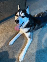 Found/Stray Male Dog last seen west 105th, Cleveland, OH 44102