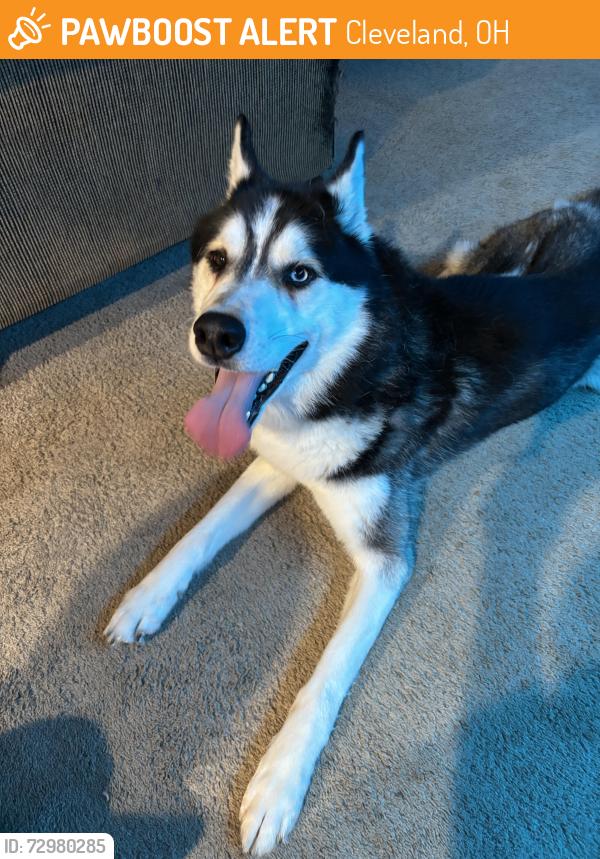 Found/Stray Male Dog last seen west 105th, Cleveland, OH 44102
