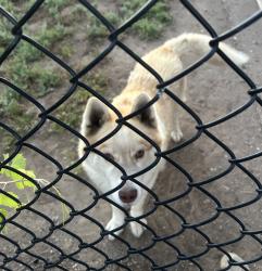 Found/Stray Female Dog last seen Harney Lane, Lodi, CA 95242