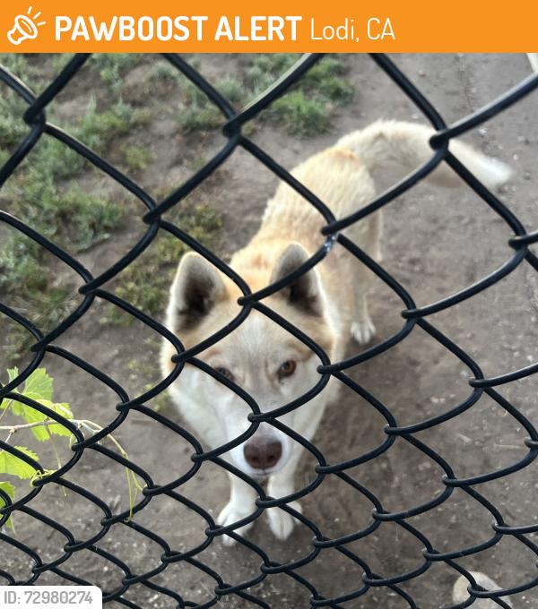 Found/Stray Female Dog last seen Harney Lane, Lodi, CA 95242