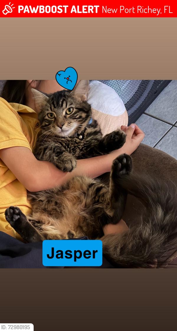 Lost Male Cat last seen Meadowbrook new port Richy fl , New Port Richey, FL 34652