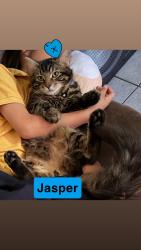 Lost Male Cat last seen Meadowbrook new port Richy fl , New Port Richey, FL 34652