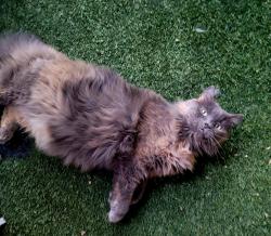 Lost Female Cat last seen Oswego and Lincoln , Englewood, CO 80112