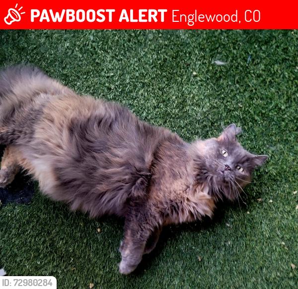 Lost Female Cat last seen Oswego and Lincoln , Englewood, CO 80112
