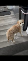 Reunited Male Dog last seen S chestnut and E graham ave, Lake Elsinore, CA 92530