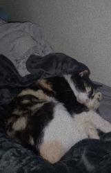 Lost Female Cat last seen Near bunche terr, Aiken, SC 29801