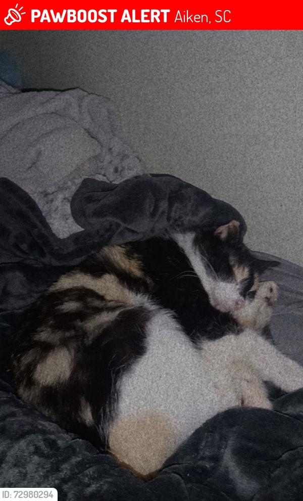 Lost Female Cat last seen Near bunche terr, Aiken, SC 29801