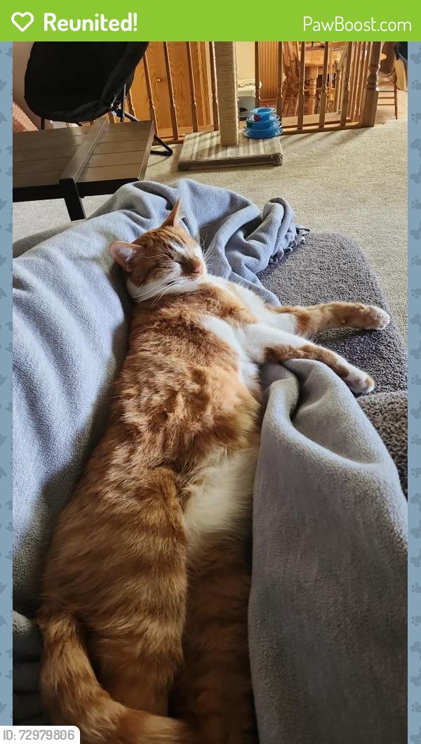 Reunited Male Cat last seen Co Rd B and Ariel St , Maplewood, MN 55109