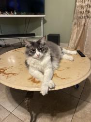 Lost Male Cat last seen Near Kauffman St El Monte CA 91731, El Monte, CA 91731