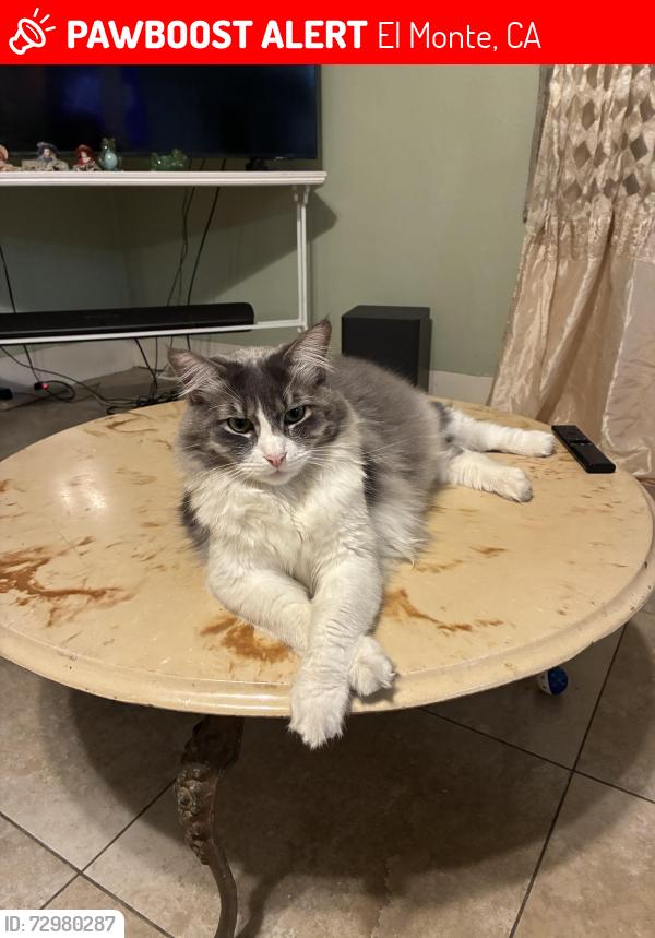 Lost Male Cat last seen Near Kauffman St El Monte CA 91731, El Monte, CA 91731