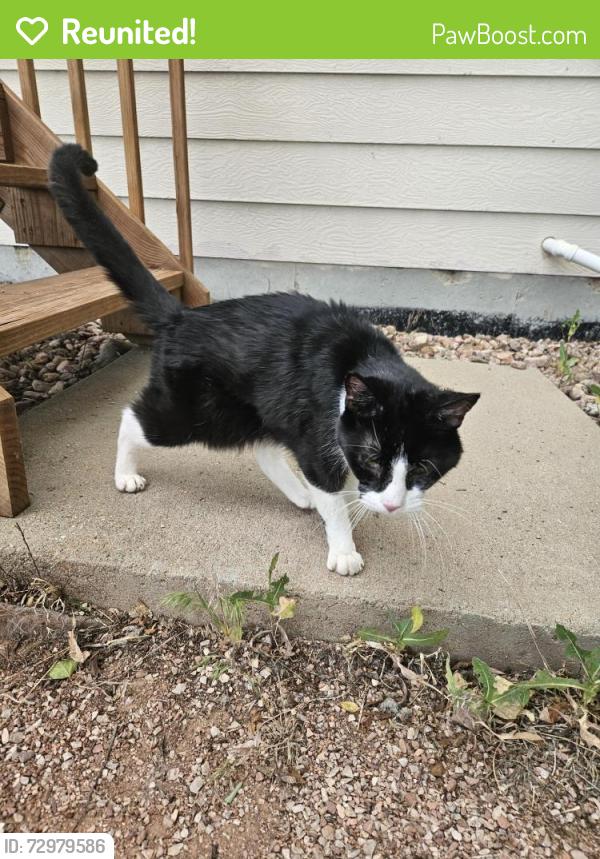 Reunited Unknown Cat last seen 112th & Colorado (Carpenter Park), Thornton, CO 80233