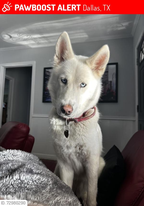 Lost Female Dog last seen Winters, Dallas, TX 75216