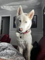 Lost Female Dog last seen Winters, Dallas, TX 75216