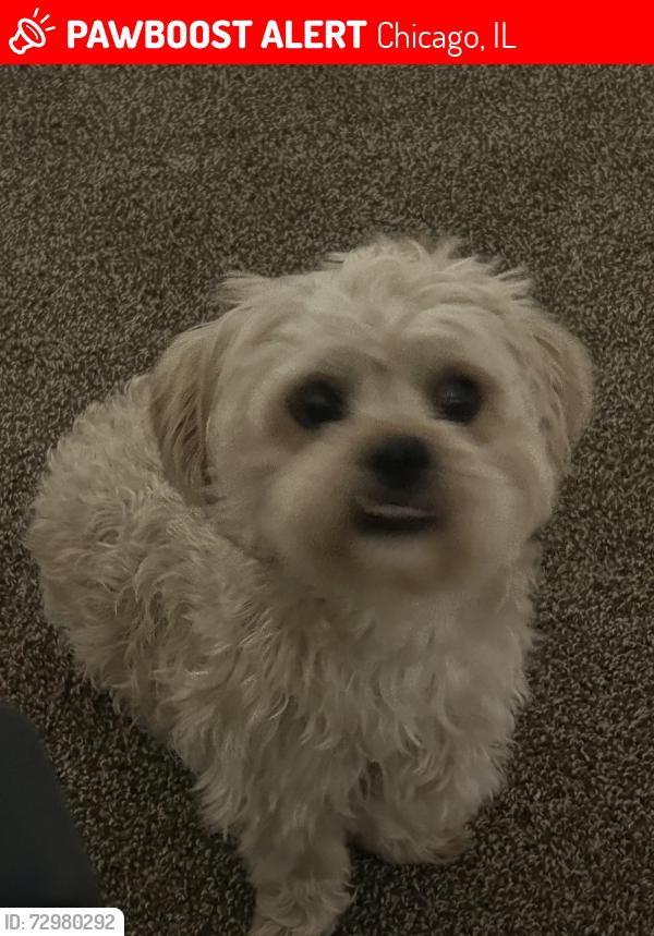 Lost Male Dog last seen Near cym living buildings , Chicago, IL 60827