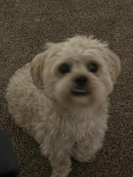 Lost Male Dog last seen Near cym living buildings , Chicago, IL 60827