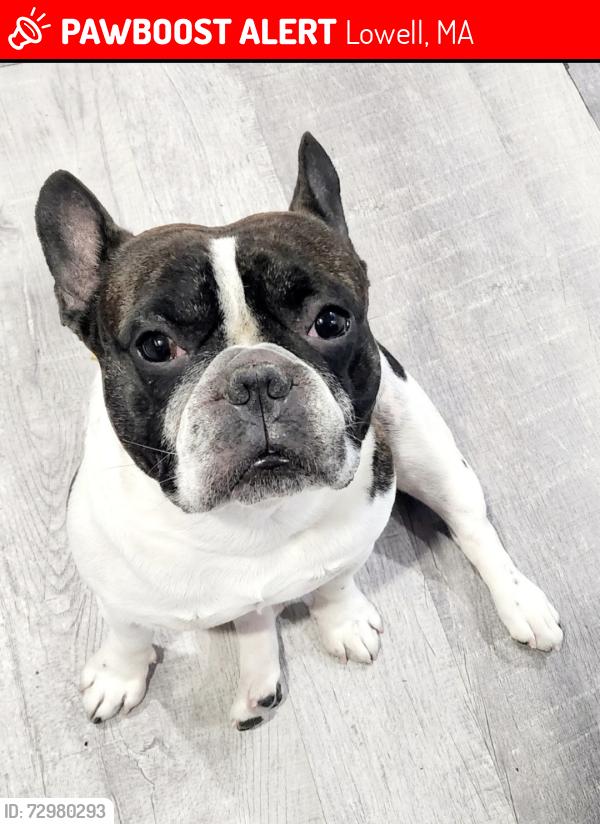 Lost Male Dog last seen Near edwards st lowell, Lowell, MA 01851