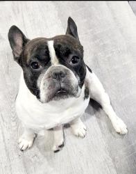 Lost Male Dog last seen Near edwards st lowell, Lowell, MA 01851