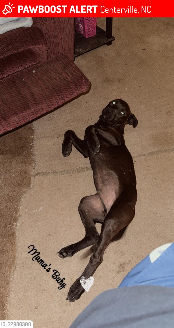 Lost Male Dog last seen Centerville nc, Centerville, NC 27549