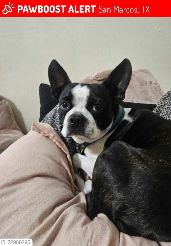Lost Male Dog last seen Mill st market , San Marcos, TX 78666