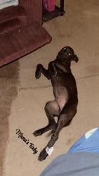 Lost Male Dog last seen Centerville nc, Centerville, NC 27549