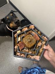 Lost Female Dog last seen 72nd federal , Broomfield, CO 80023