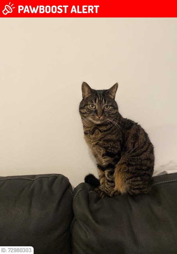 Lost Female Cat last seen Horninglow road , Flexi van hire , Burton upon Trent, England DE14 1PQ