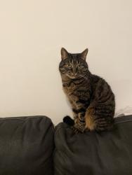 Lost Female Cat last seen Horninglow road , Flexi van hire , Burton upon Trent, England DE14 1PQ