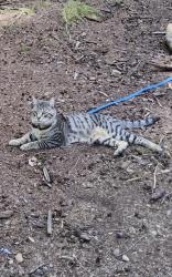 Reunited Male Cat last seen Mundy Park, Coquitlam, BC V3J 3C2