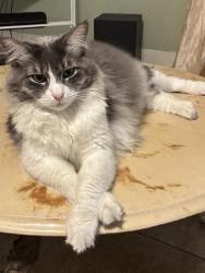 Reunited Male Cat last seen Near Kauffman St, El Monte, CA 91731, USA, El Monte, CA 91731