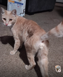 Reunited Female Cat last seen Harden Parkway, Salinas, CA 93906