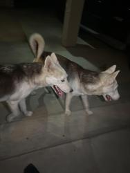 Found/Stray Unknown Dog last seen 67th ave and Indian school, Phoenix, AZ 85033