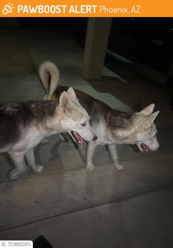 Found/Stray Unknown Dog last seen 67th ave and Indian school, Phoenix, AZ 85033