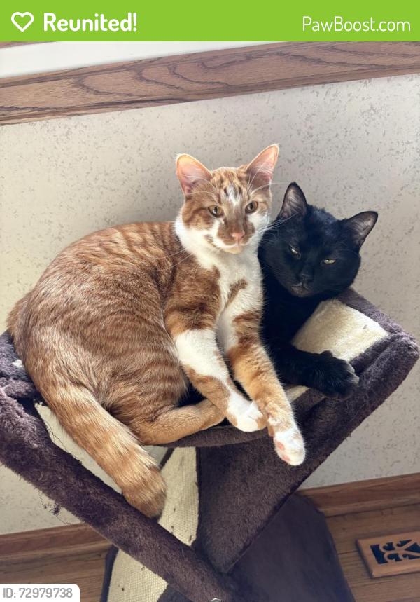 Reunited Male Cat last seen Near Maplewood water tower, Maplewood, MN 55109
