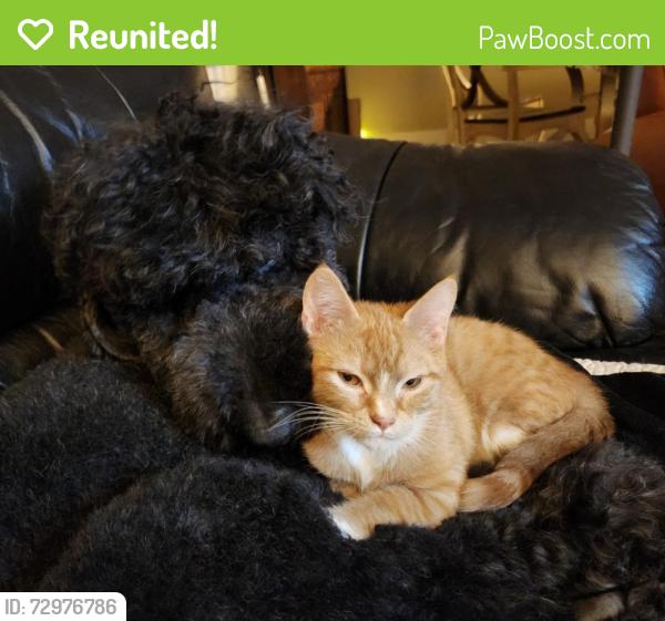 Reunited Female Cat last seen NW 2nd and Portland Ave, Bend, OR 97703