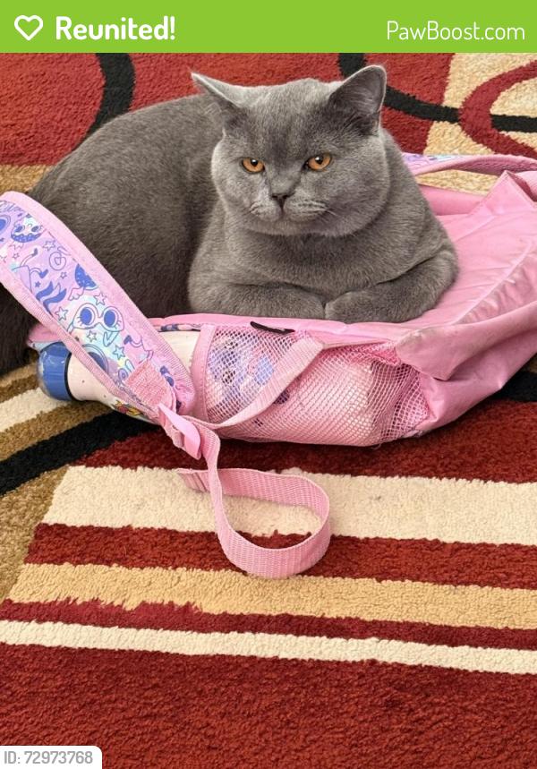 Reunited Male Cat last seen Victoria way , Greater London, England SE7 7LB