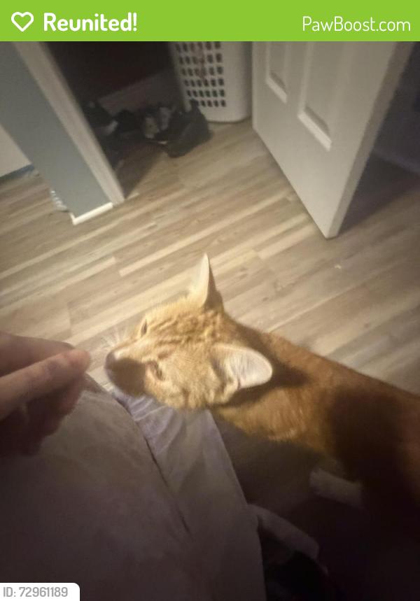 Reunited Male Cat last seen Near Abbott street hiding, Lowell, MA 01852