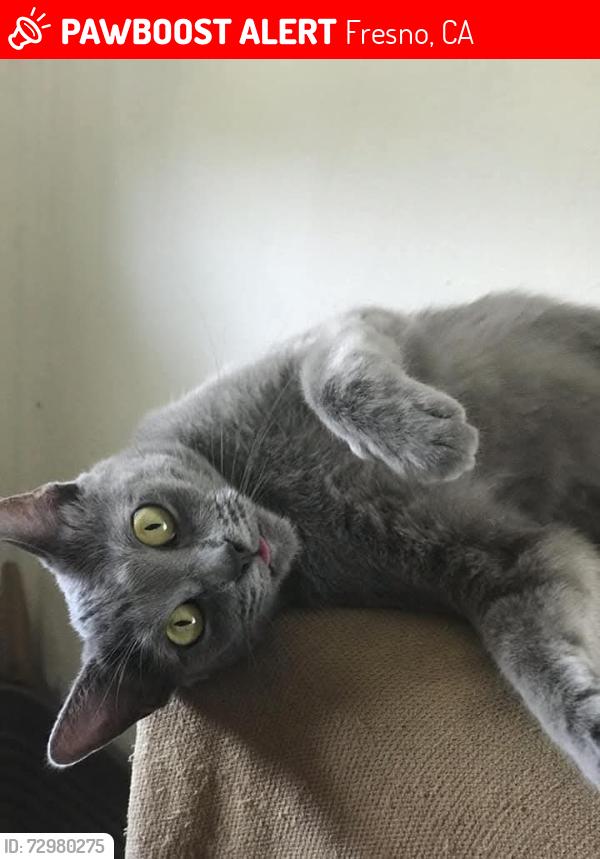 Lost Female Cat last seen Tyler and Maple Chestnut and Olive, Fresno, CA 93727