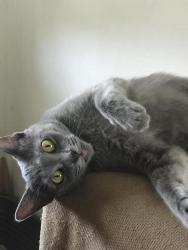 Lost Female Cat last seen Tyler and Maple Chestnut and Olive, Fresno, CA 93727