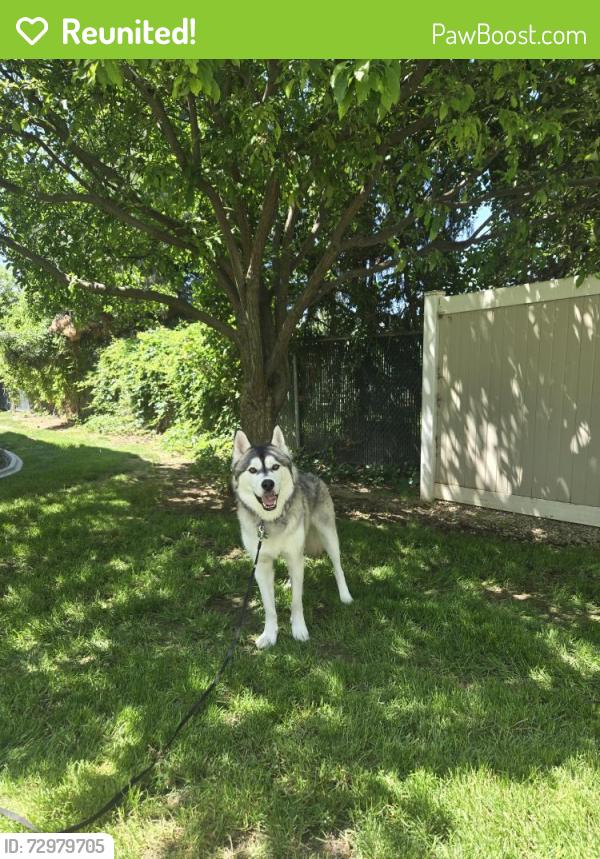 Reunited Male Dog last seen 5 mile and Fairview, Boise, ID 83713