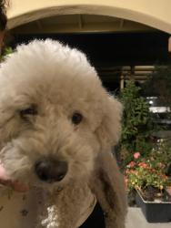 Found/Stray Male Dog last seen Rider ave, Salinas, CA 93905