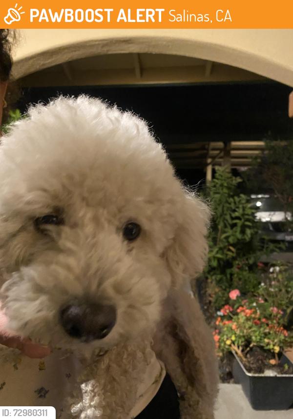 Found/Stray Male Dog last seen Rider ave, Salinas, CA 93905