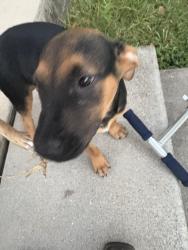 Lost Female Dog last seen Scott Gardner rd, New Caney, TX 77357